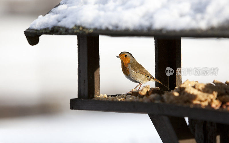 红知更鸟(Erithacus rubecula)在雪覆盖的鸟桌上